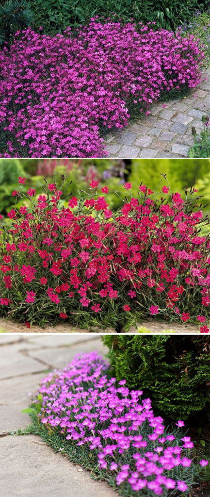 Многолетние цветы для дачи в сибири неприхотливые фото