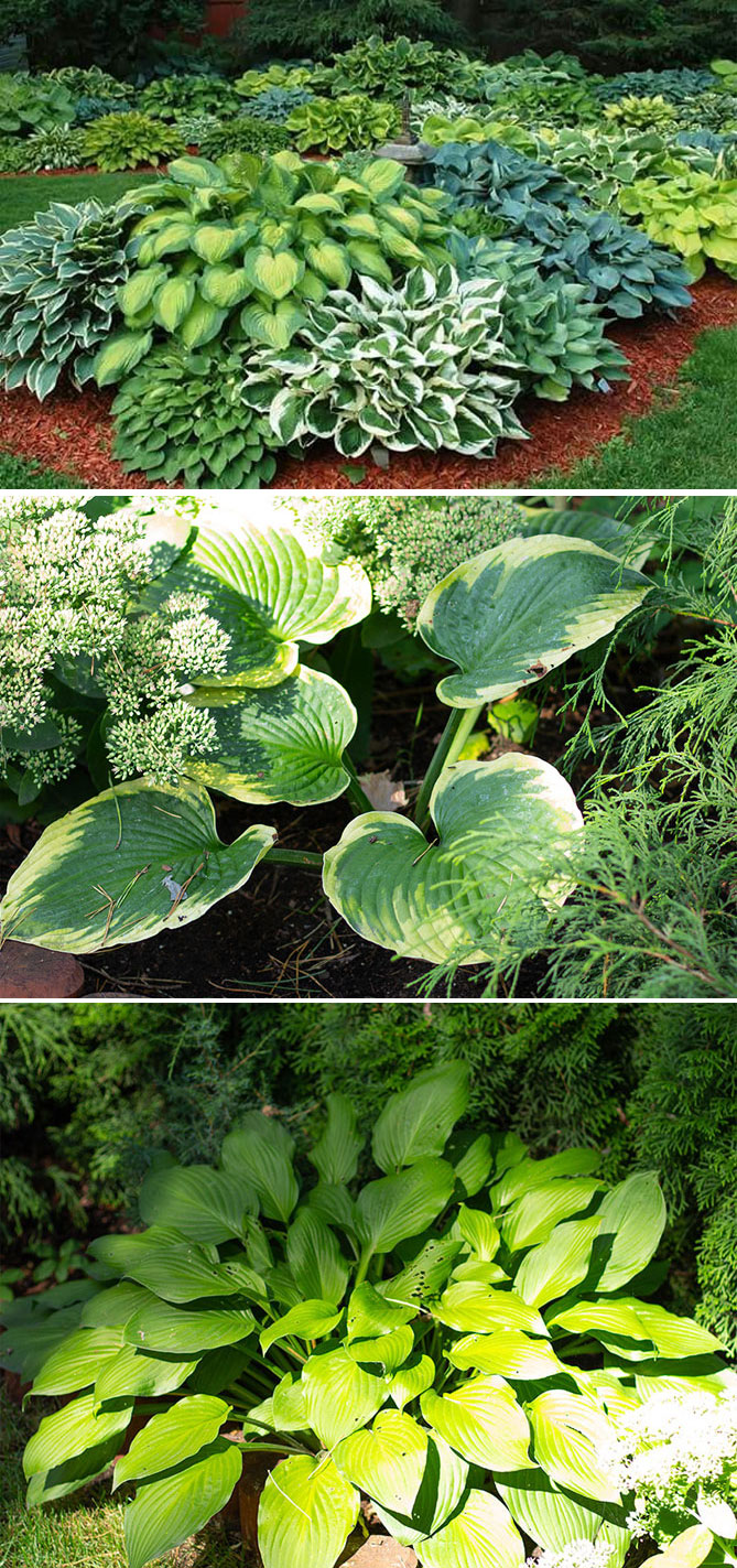 Неприхотливые, тенелюбивые многолетние растения – цветущие, кустарники, травы, фото и описания