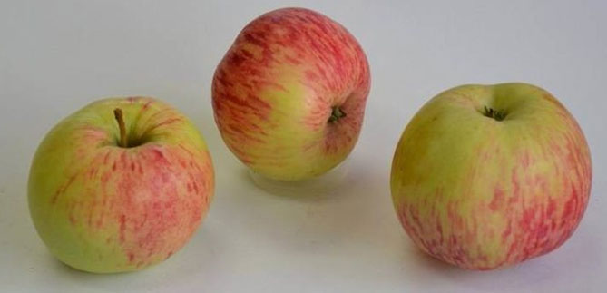 Осенний сорт яблоня Коричное полосатое: фото, выращивание на участке