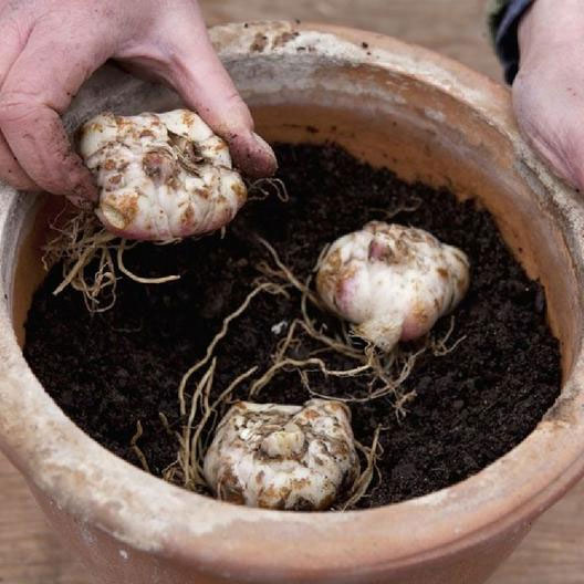 Уход за лилиями весной: как сажать весной луковицами, чем подкормить, как пересадить в грунт