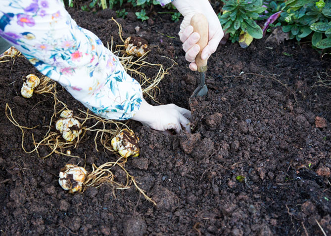 Уход за лилиями весной: как сажать весной луковицами, чем подкормить, как пересадить в грунт