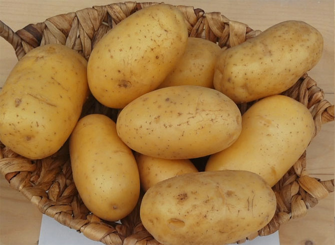 сорт картофеля королева анна фото и описание