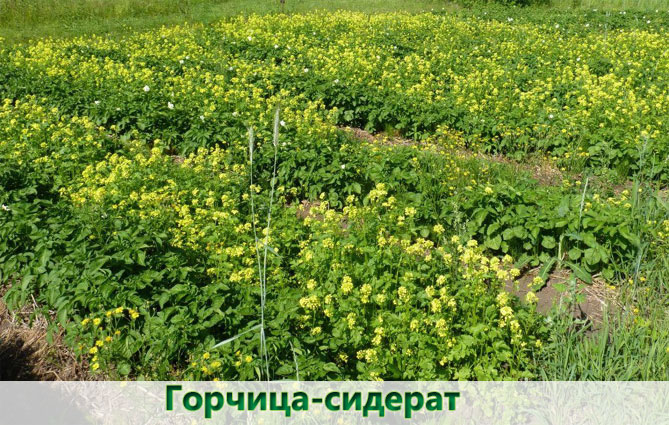 Посадка клубники в августе, осенью и весной в открытый грунт (схема, способы, подготовка почвы)