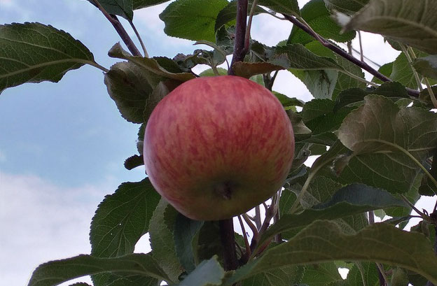 Медуница яблоня – описание сорта, фото, отзывы