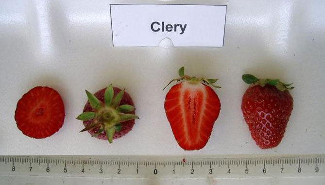 Клубника Клери – описание сорта, фото, отзывы садоводов