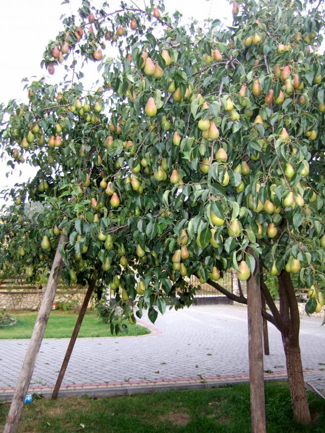 Груша талгарская красавица фото дерева