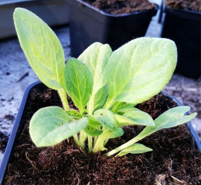 Как вырастить рассаду петунии – когда сеять семена, пикировка, уход за растениями