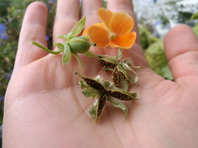 Цветы анютины глазки (виола): выращивание из семян рассадой, когда сеять