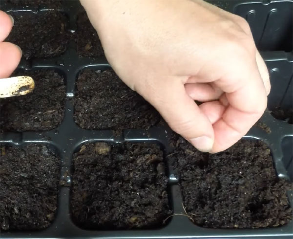Как сеять семена виолы