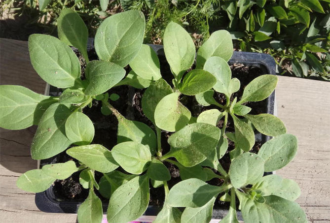Как вырастить рассаду петунии – когда сеять семена, пикировка, уход за растениями