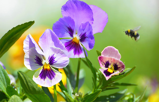 Цветы анютины глазки (виола): выращивание из семян рассадой, когда сеять