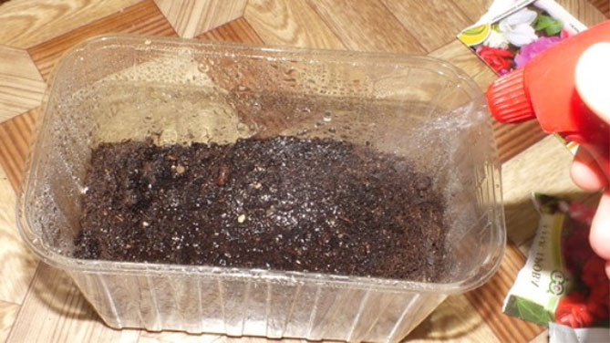 Бальзамин – выращивание и уход, как и когда садить семенами на рассаду