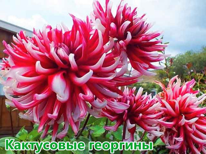 И в Сибири цветут георгины