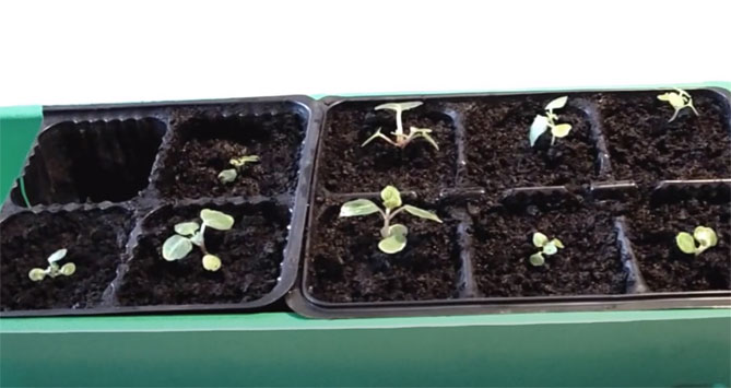 Бальзамин – выращивание и уход, как и когда садить семенами на рассаду