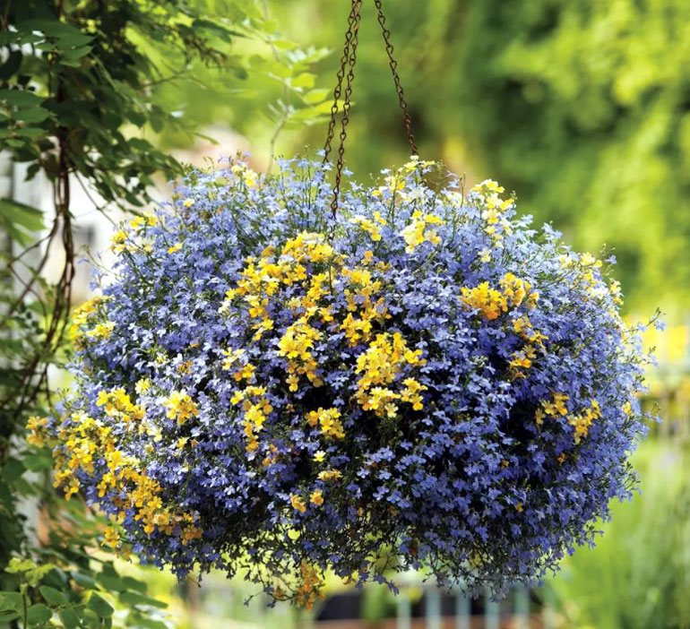 Цветы лобелия — растение с английским благородством